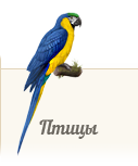 Атлас птиц ZooAtlas.ru