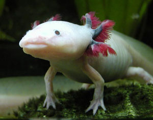 Аксолотль (Axolotl)