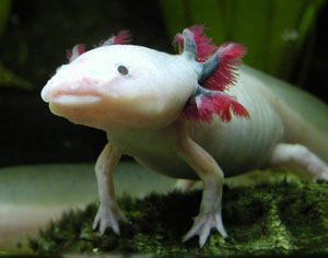  (Axolotl)