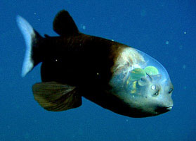Macropinna microstoma