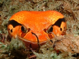 Узкоротые квакши
