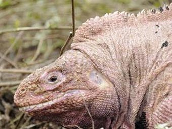 Розовая игуана Conolophus rosada с Галапагосских островов